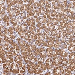 GNRPX Antibody, Novus Biologicals 0.1mL; Unlabeled:Antibodies, Polyclonal